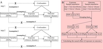 A cause–effect relationship between Graves’ disease and the gut microbiome contributes to the thyroid–gut axis: A bidirectional two-sample Mendelian randomization study